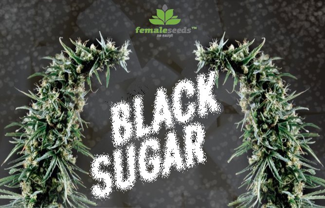 5b2cb4f90fa23_BlackSugar(2).jpg