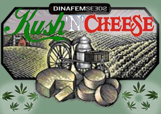 5b2cb5ca3a049_KushnCheese.jpg