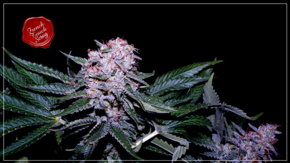 FTS frencheese G.jpg