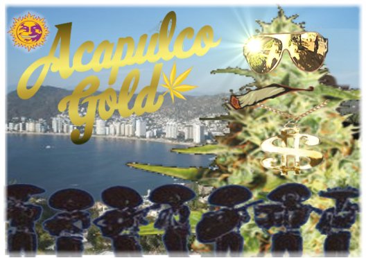 AcapulcoGold.jpg
