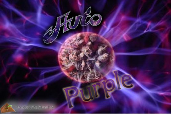 AutoPurple.jpg