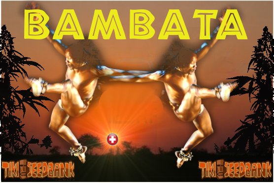 Bambata.jpg