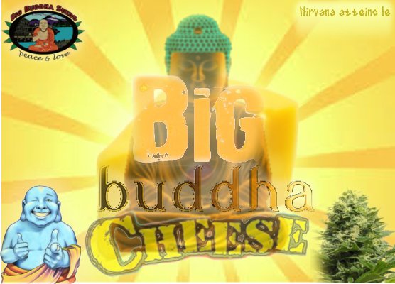 BigBuddahCheese.jpg