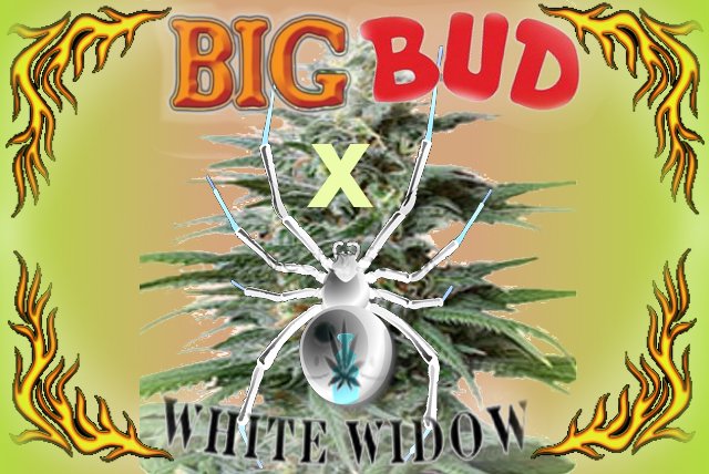 BigBudxWW.jpg