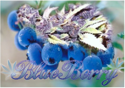 BlueBerry.jpg