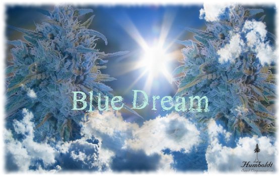 BlueDream.jpg