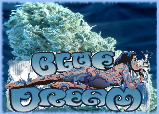 BlueDream1.jpg