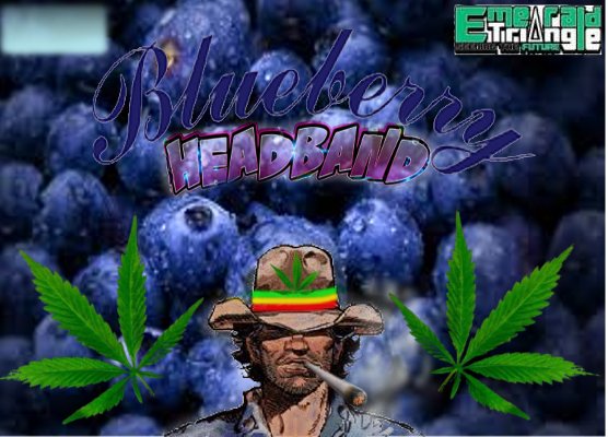 BlueberryHeadband.jpg