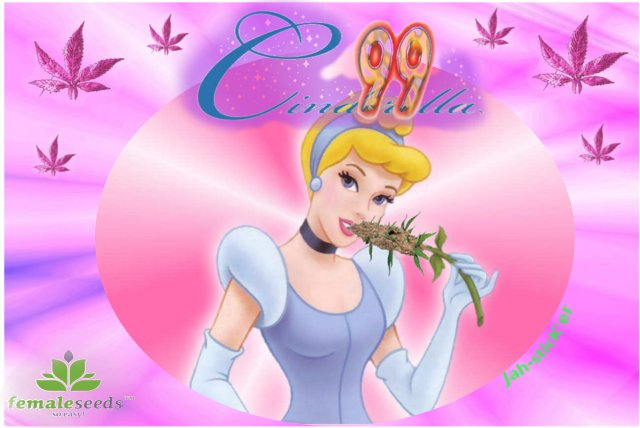 C99.jpg