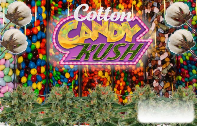 CandyKush.jpg