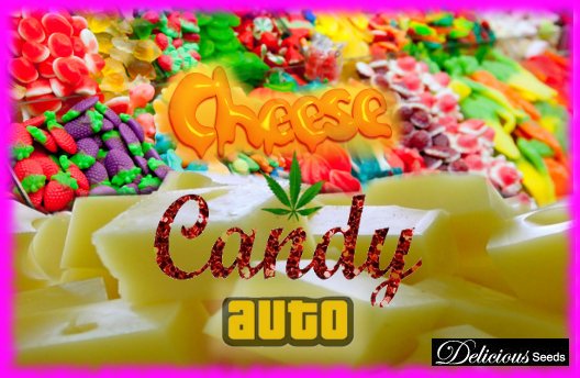 CheeseCandyAuto.jpg