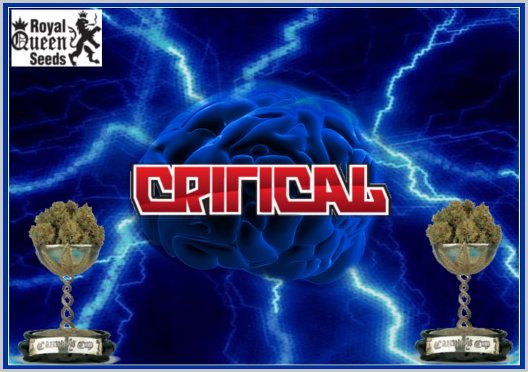 Critical.jpg