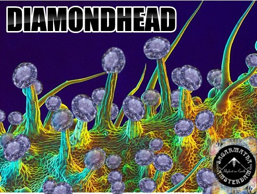 DiamondHead.jpg