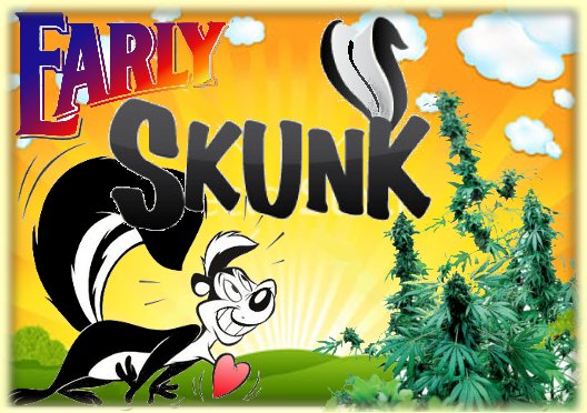 EarlySkunk.jpg