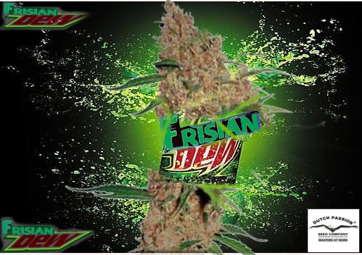 FrisianDew.jpg