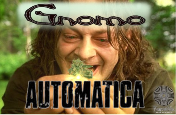 GnomoAutomatica.jpg