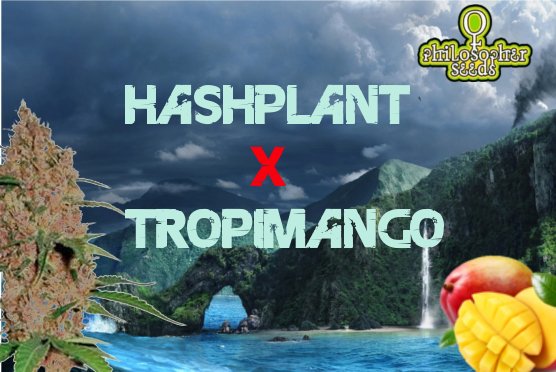HashplantXTropimango.jpg