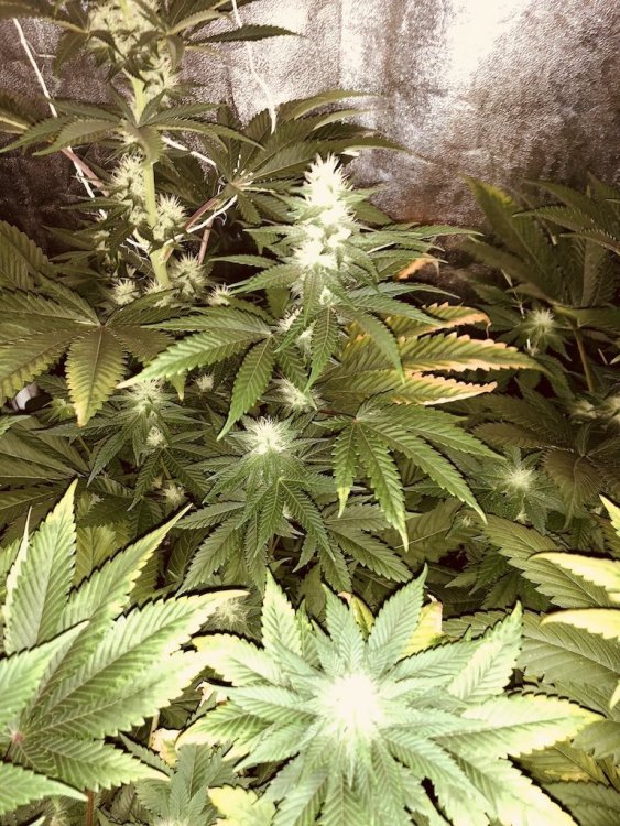 IMG_3161.jpg