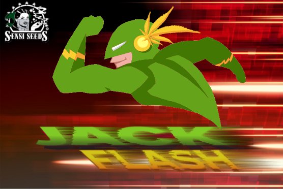 JackFlash0.jpg