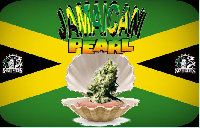 JamaicanPearl.jpg
