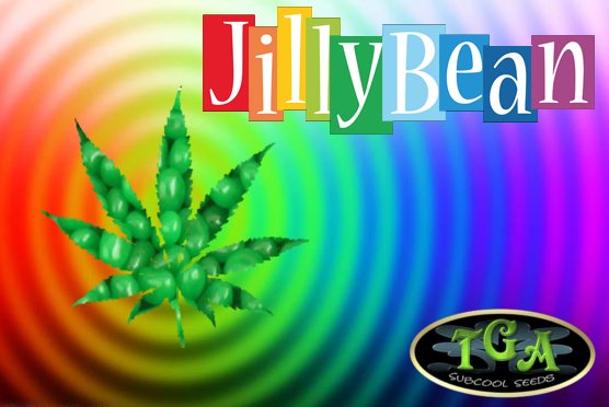 JillyBean.jpg