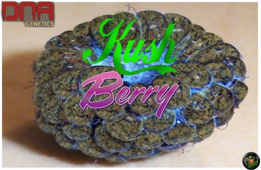 KushBerry.jpg
