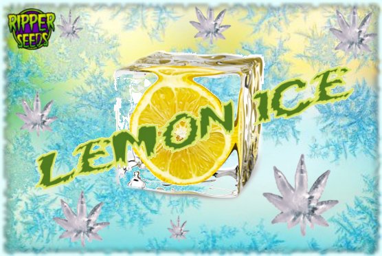 LemonIce.jpg