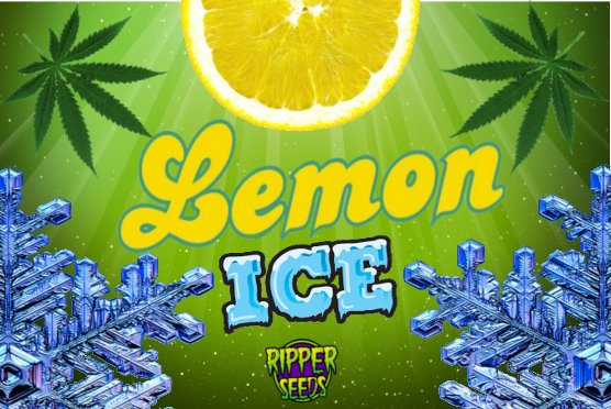 LemonIce1.jpg