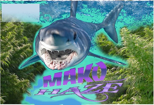 MakoHaze.jpg