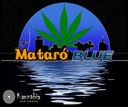MataroBlue0.jpg