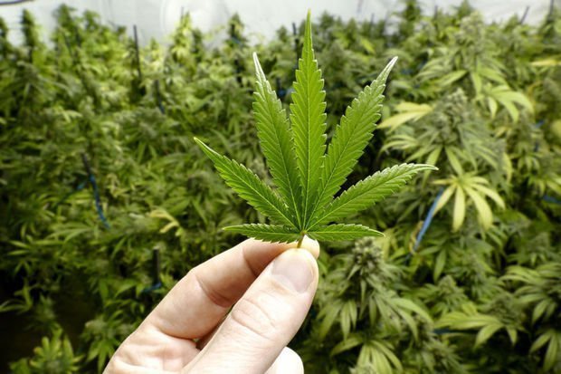 "La Belgique légalisera le cannabis. Ce n'est qu'une question de temps"