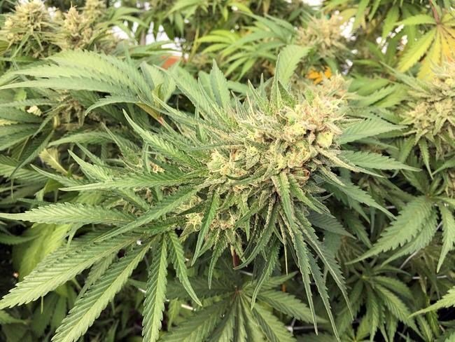 Canada - Cannabis: le Sénat accepte l’idée de quatre plants