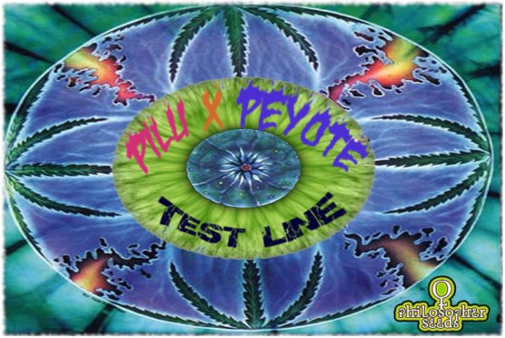 PiluXPeyote.jpg