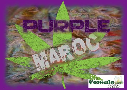 PurpleMaroc.jpg