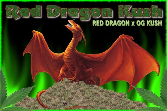 REDDRAGONKUSH.jpg