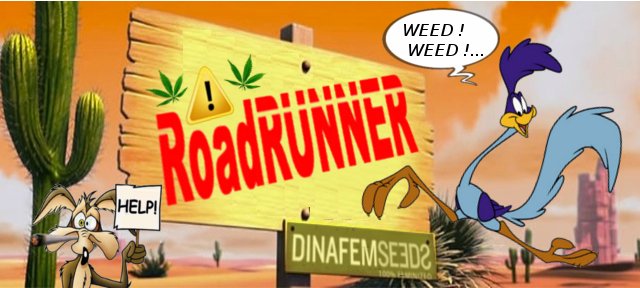 RoadRunner.jpg