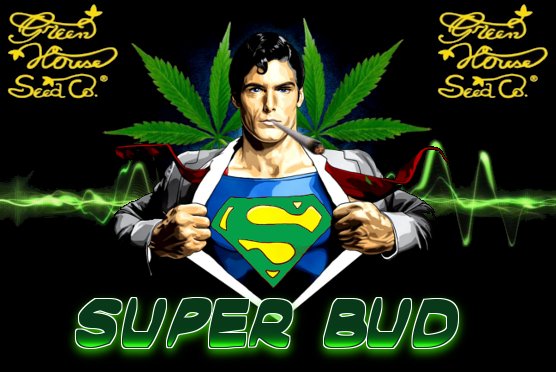 SUPERBUD.jpg