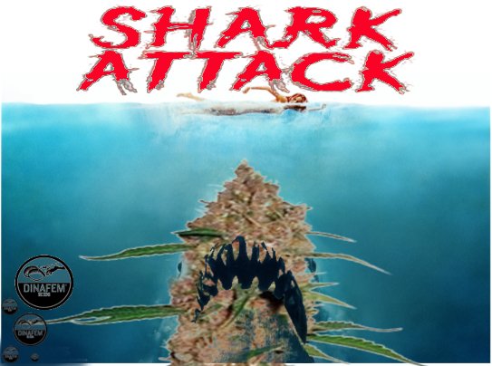 SharkAttack2.jpg