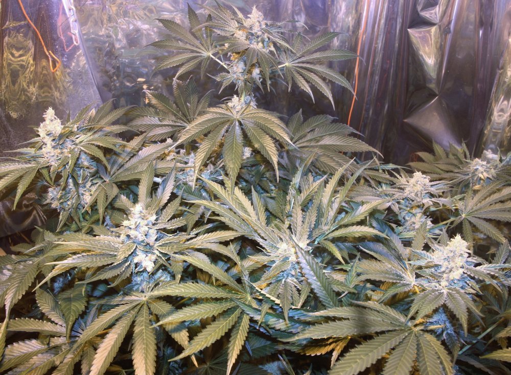 bbkush2_(1).thumb.JPG.66f36f96e44acd63d9fd3a15c669f98b.JPG