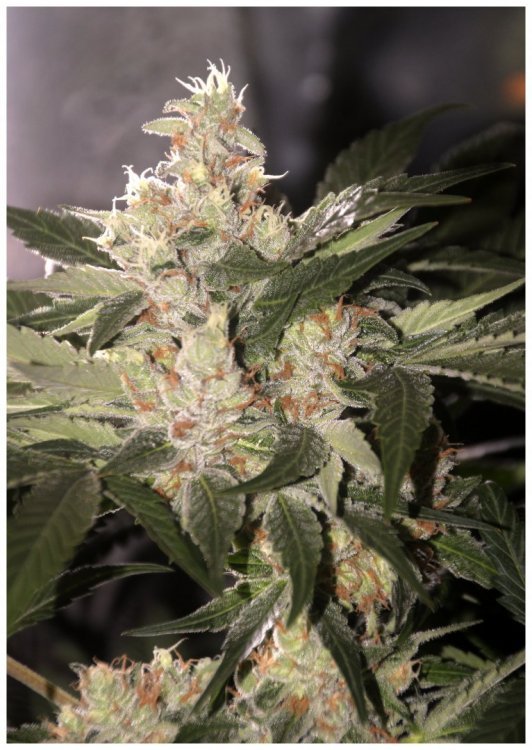 bbkush2_(2).thumb.JPG.2ecd013d7253ce369a2abb05e25fbb27.JPG