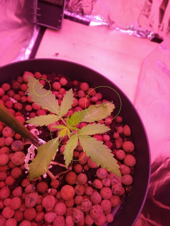 dignostique.jpg