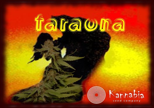 faraona.jpg