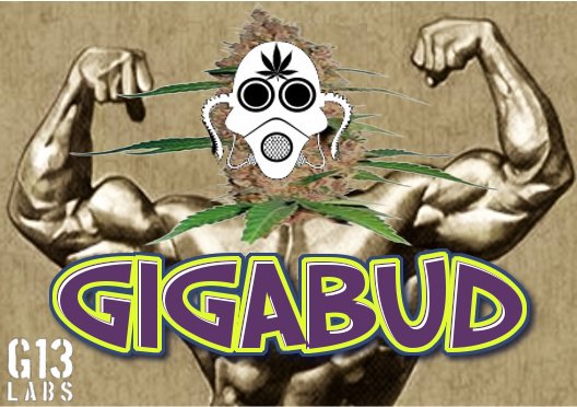 gigabud.jpg