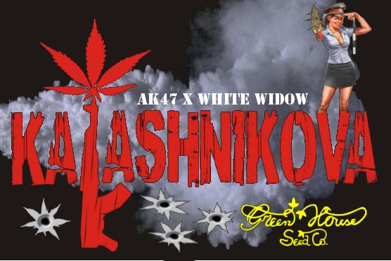 kalashicova1.jpg