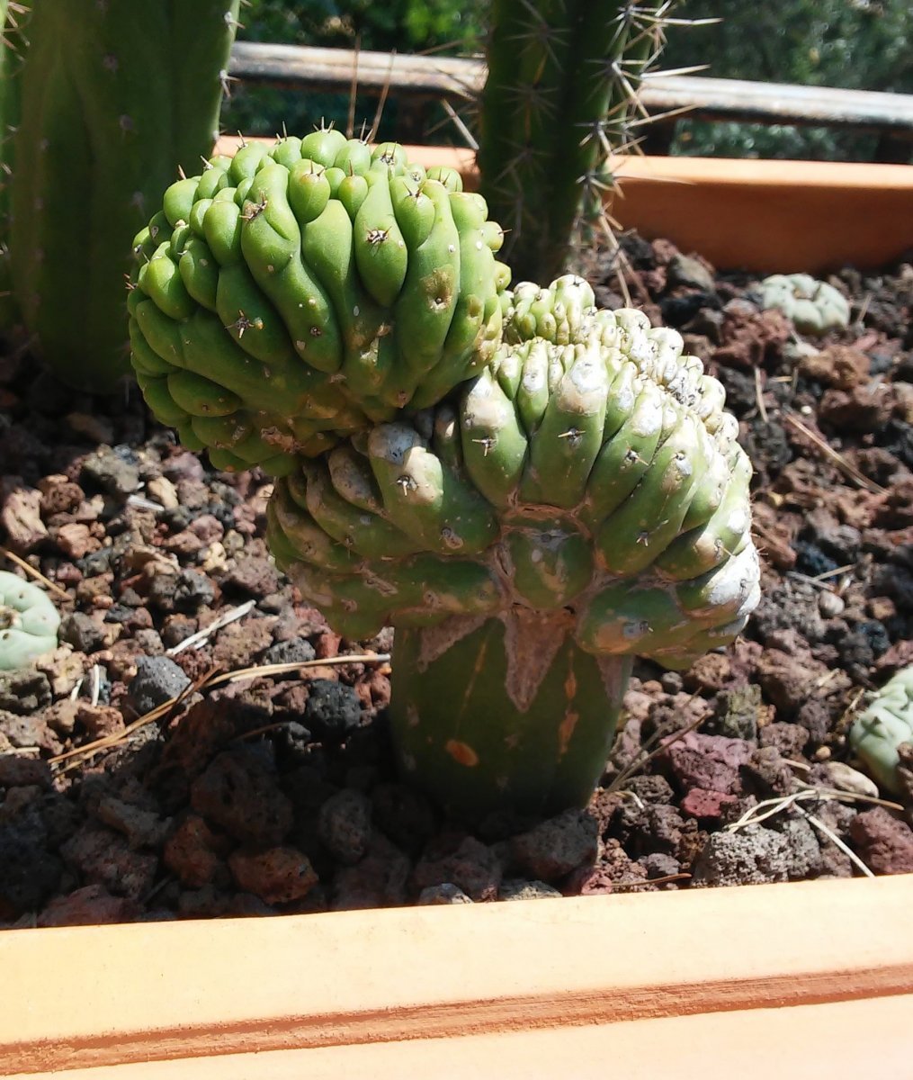 Cactus de Shaman