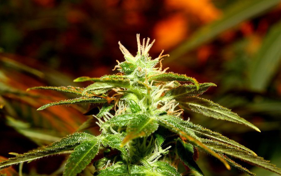 Master Kush, Sensi Skunk, White Skunk