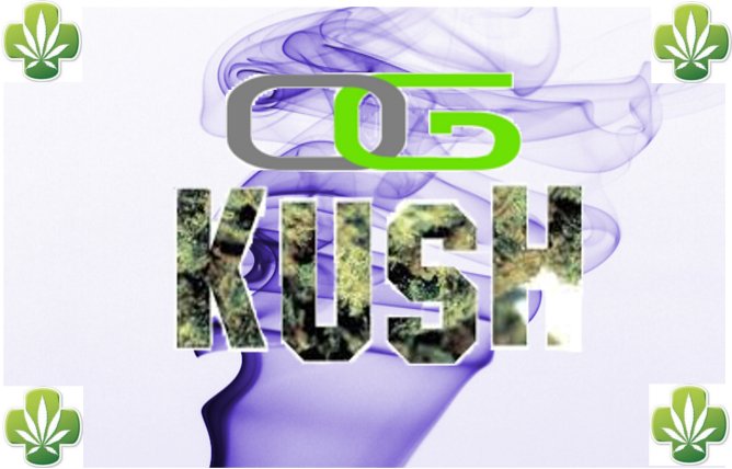ogkush1.jpg