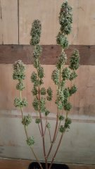 20180531_183518.jpg