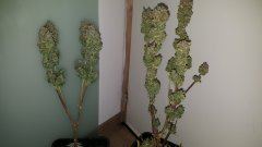 20180602_194258.jpg