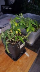 20180605_172659.jpg